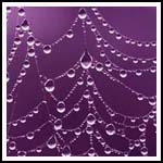 full circle websites purple web